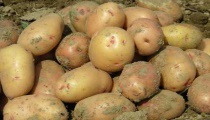 肥料没腐熟（地蛆易出现）
