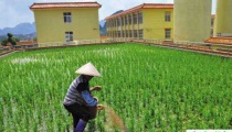 大葱病害选好农药来巧治