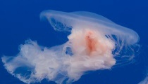 海蜇和水母的区别？