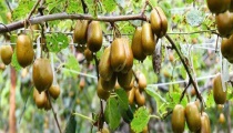 四川适合种植什么果树介绍