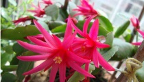 假昙花图片大全（假昙花特点与简介）