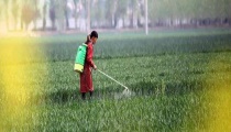 小麦除草时间（什么时候打药合适）