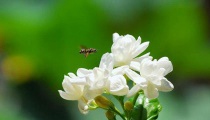 茉莉花茶有什么用?功效、营养与食用禁忌