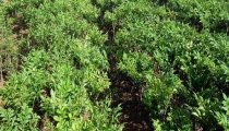 魔芋种植方法与种植