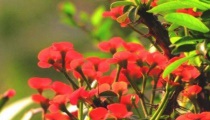 虎刺梅图片大全 虎刺梅花语及寓意（虎刺梅有哪些品种）