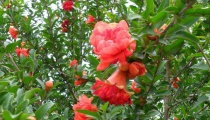 石榴花怎么扦插繁殖（石榴花怎么施肥）