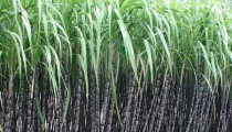 甘蔗怎么种（甘蔗种植技术与注意事项）