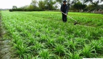 种韭菜之地膜韭菜高产优质化栽培的技术