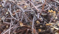 干蕨菜的做法大全