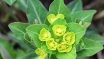 根茎类蔬菜施肥方法