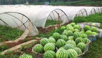 西瓜种植多久？