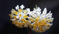结香花功效与作用（结香花药用价值）