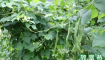 芸豆的营养价值和功效(四季豆不煮熟会有毒吗?) 芸豆的营养价值和功效(四季豆不煮熟会有毒吗?)