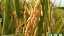 大米的营养价值和功效（如何区分真大米和人造大米）