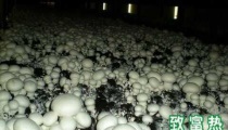 蘑菇栽培过程中培养料上床和播种技术