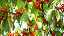 樱桃树打药的时机 上午还是下午（先里还是先外？）