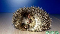刺猬的药用价值和作用（刺猬是否属于国家保护动物）