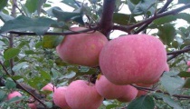玉米田除草双增一混技术要领