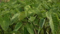 芋头枯萎病怎么防治