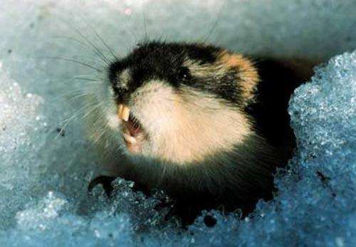 旅鼠集体“自杀”之谜（旅鼠集体跳海的原因）