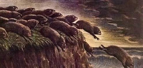 旅鼠集体“自杀”之谜（旅鼠集体跳海的原因）