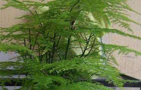 文竹怎么养才能生长得好？