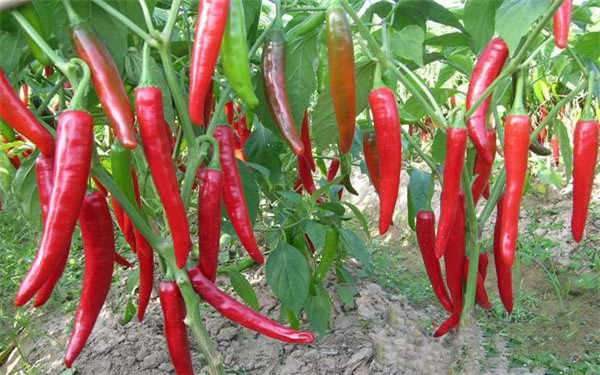 盆栽辣椒怎么施肥 方法是什么？