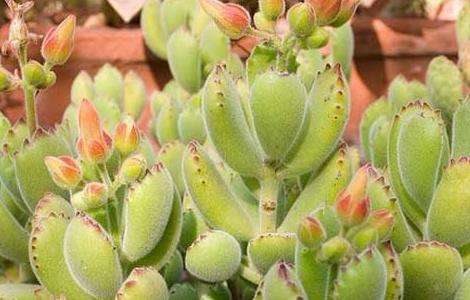 熊童子掉叶子怎么办?