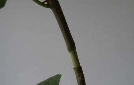 一品红的繁殖多久?