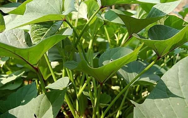 怎样修剪红薯藤 修剪后对植株有什么影响