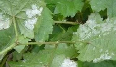 葡萄白腐病的防治方法 葡萄白腐病用什么药最好