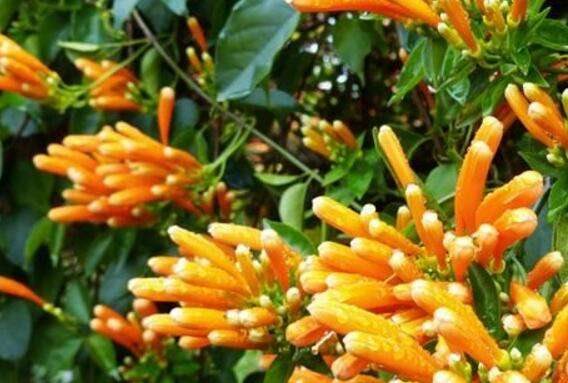 炮仗花有毒吗 不仅无毒还有药用价值