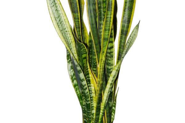 虎皮兰叶片缺水的信号