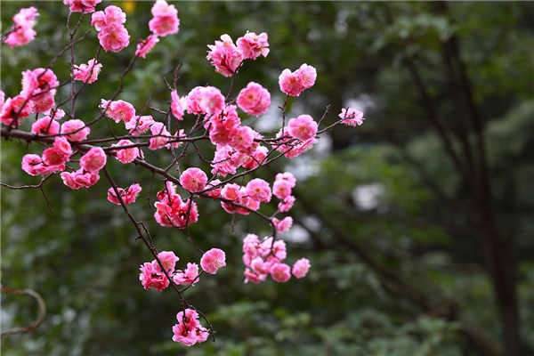 盆栽梅花冬季多长时间浇一次水 