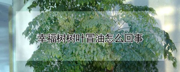 幸福树树叶冒油怎么回事