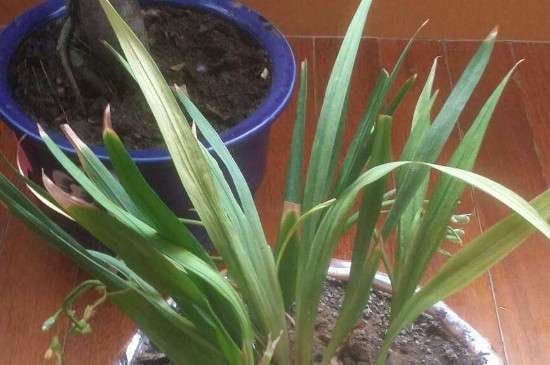 兰草叶子发焦怎么多久？