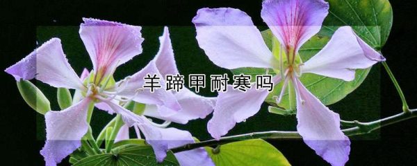羊蹄甲耐寒吗