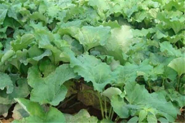 牛蒡种植最佳时间和方法及注意事项 什么季节播种好