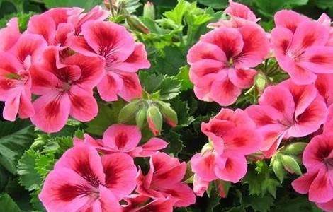 天竺葵的养殖方法及注意事项