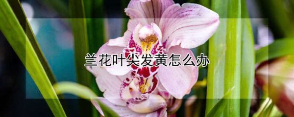 兰花叶尖发黄怎么办