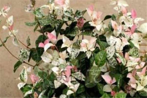 花叶络石怎么养才能更茂盛 什么时候开花
