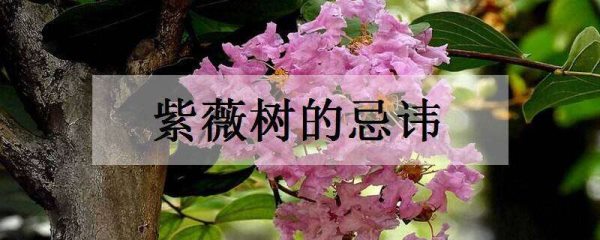 紫薇树的忌讳 养护管理注意事项