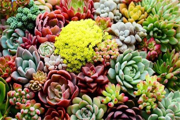 多肉修根后晾几小时 晾根作用有哪些？