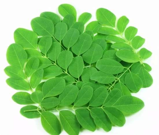 辣木的养殖方法和注意事项：修枝很重要