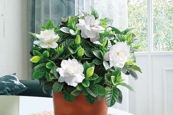 栀子花花苞老掉是怎么回事 解决的方法是什么?