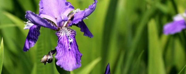 鸢尾花是马莲花吗？