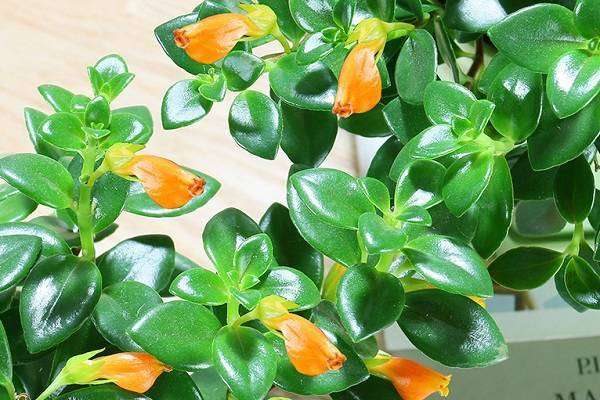 金鱼吊兰怎么浇水 各个季节的浇水多久？