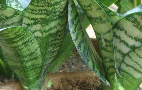 虎皮兰叶子变软怎么办？