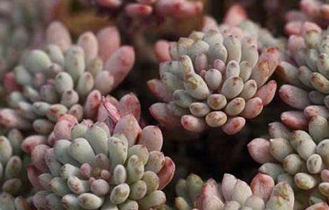 蓝豆的养殖多久？