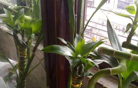 观音竹叶子发黄怎么办？